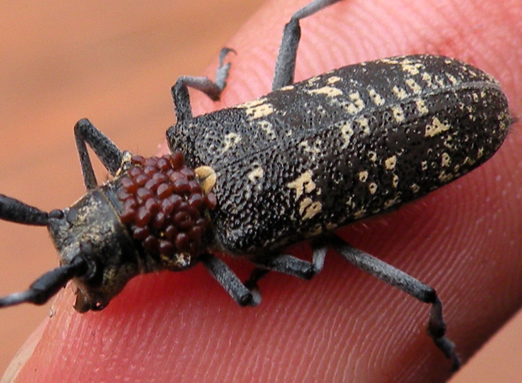 Cerambycidae della Val di Genova